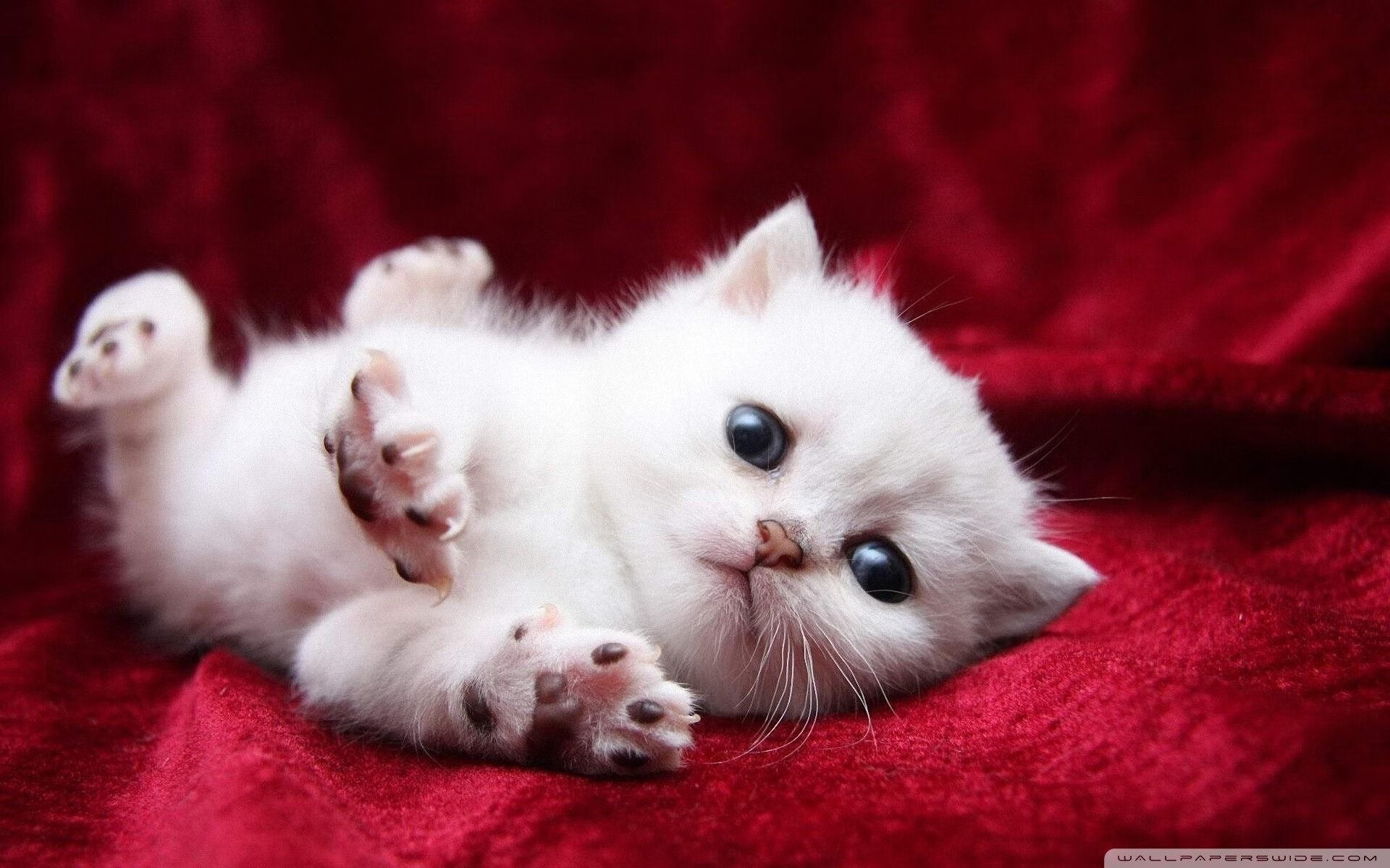 kaiyun官方入口登录-意甲：那不勒斯3-0完胜乌迪内斯，奥斯梅恩大放异彩，意甲球队那不勒斯